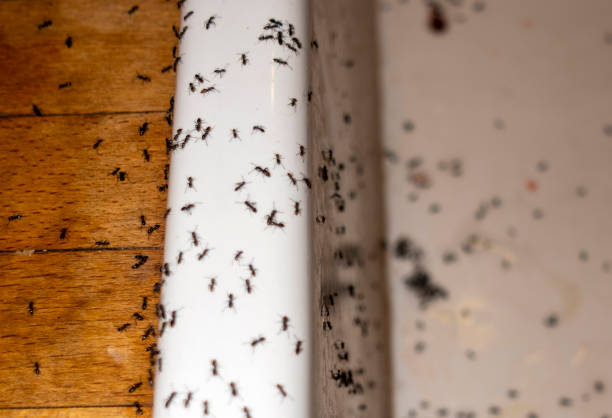 Best Best Pest Control Companies  in Taos, NM